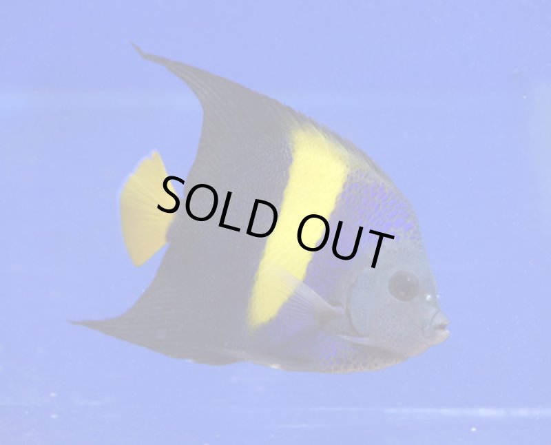 画像1: アズファー (1)