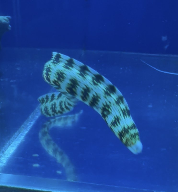 画像1: クモウツボ (1)