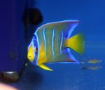 画像3: クィーンエンゼル (3)