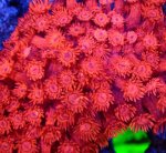 画像2: ハナガササンゴ　 (2)