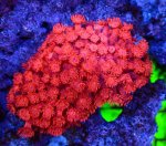 画像1: ハナガササンゴ　 (1)