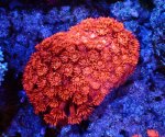 画像1: ハナガササンゴ　 (1)