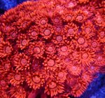 画像2: ハナガササンゴ　 (2)