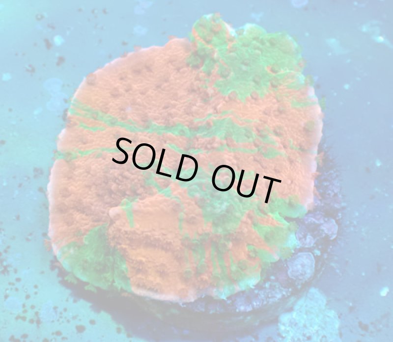 画像1: CE  Grafted Monti (1)