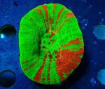 画像1: スコリミア (1)