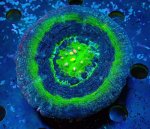 画像1: スコリミア (1)