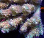 画像2: Acropora (2)