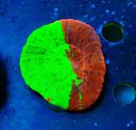 画像1: スコリミア (1)