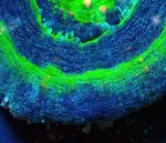 画像2: スコリミア (2)