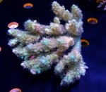 画像1: Acropora (1)