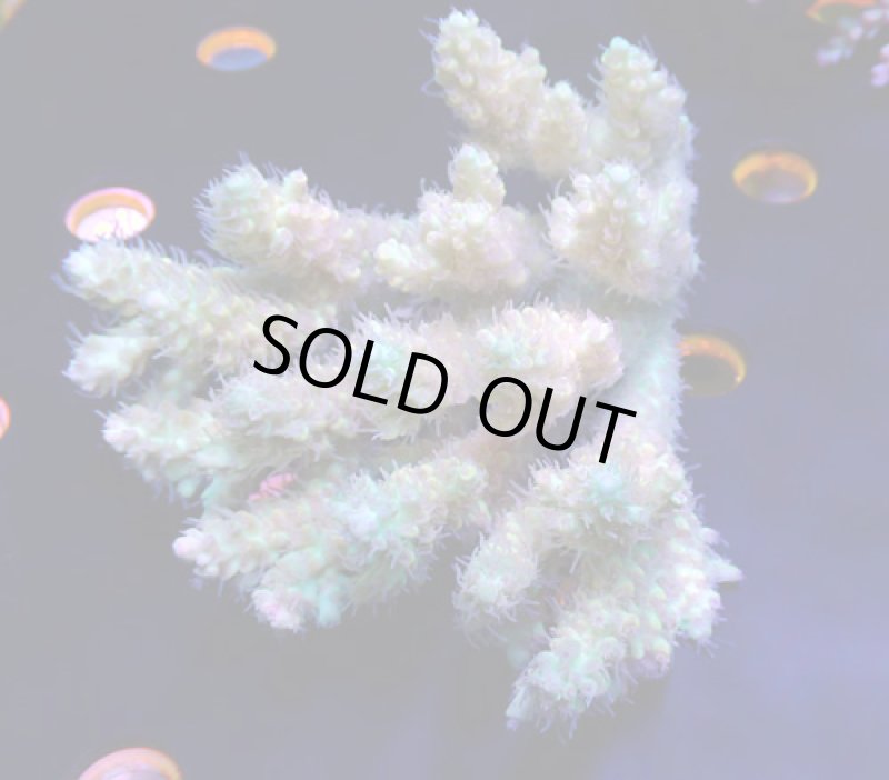 画像1: Acropora (1)