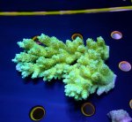 画像1: Acropora (1)