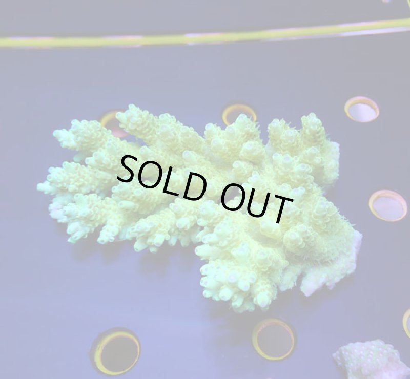 画像1: Acropora (1)