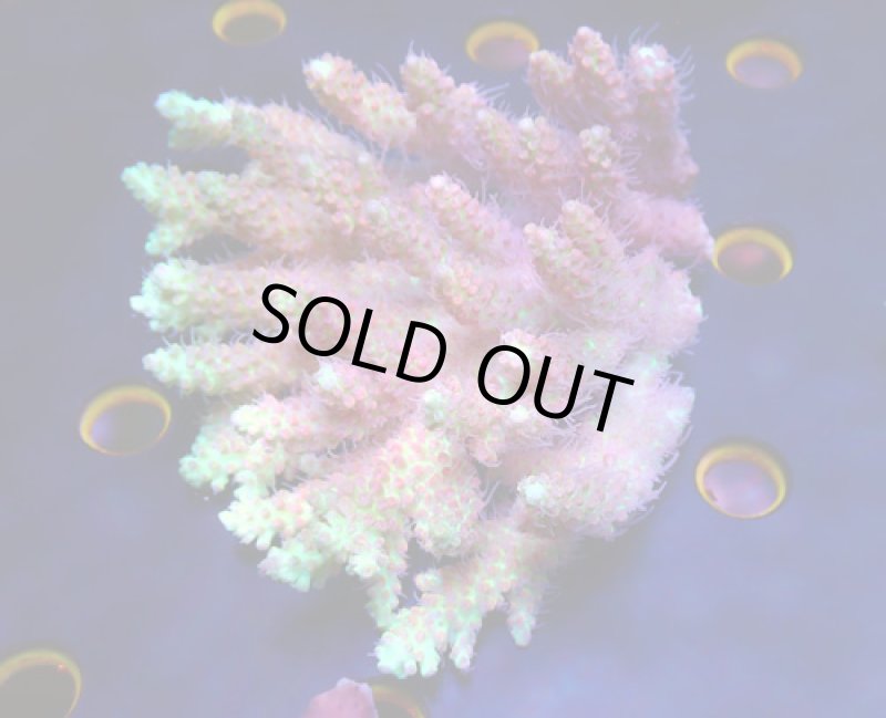 画像1: Acropora (1)