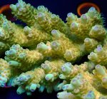 画像2: Acropora (2)