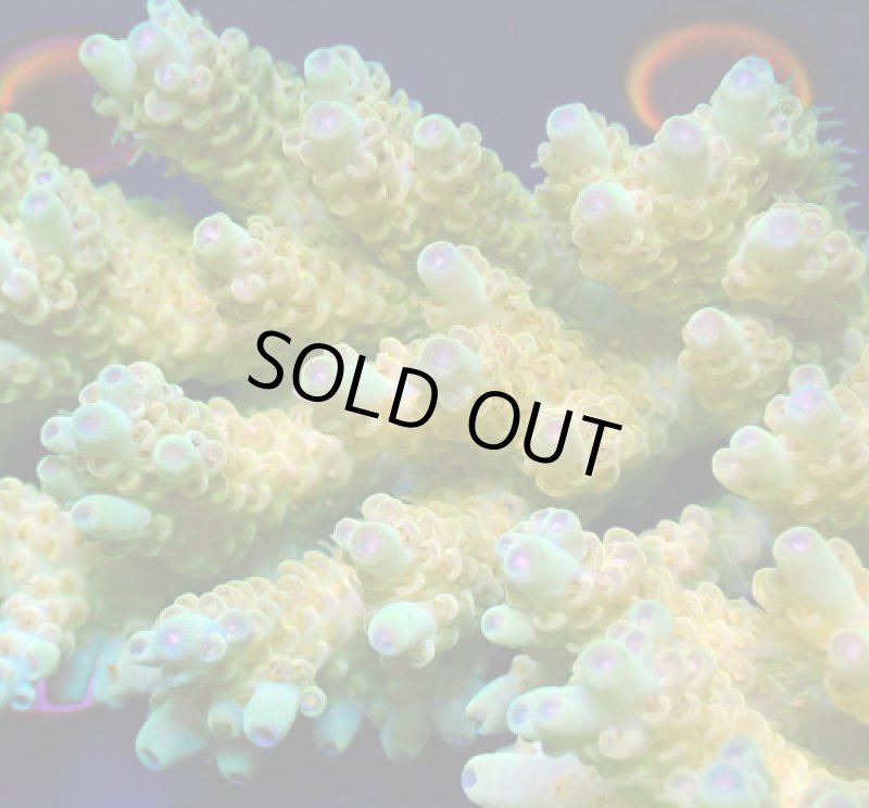 画像2: Acropora (2)