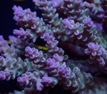 画像2: Acropora (2)