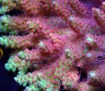 画像2: Acropora (2)