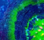 画像3: スコリミア (3)