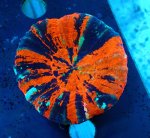 画像1: スコリミア (1)