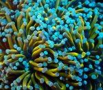 画像2: ハナサンゴ (2)