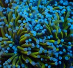 画像2: ハナサンゴ (2)