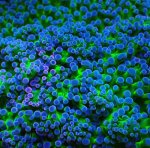 画像2: タコアシ (2)