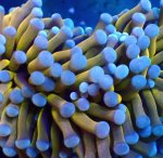 画像2: ハナサンゴ (2)