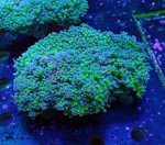 画像1: タコアシ (1)