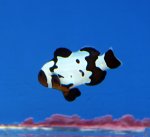 画像2: ブラックスノーオセラリス (2)