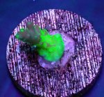 画像2: CE  Acro Grafted Cherry Blossom (2)