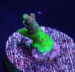 画像1: CE  Acro Grafted Cherry Blossom (1)