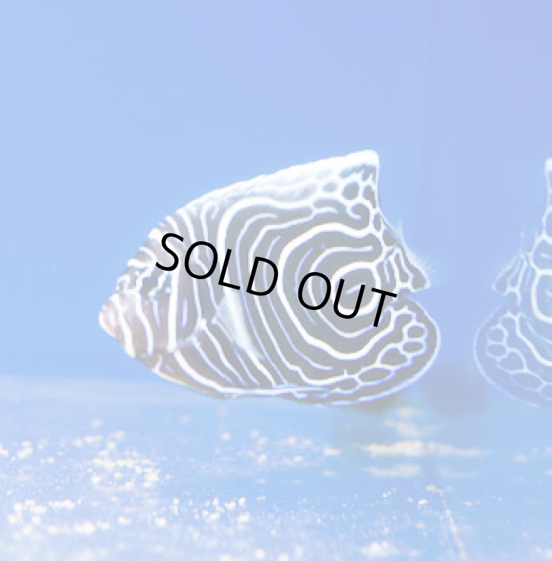 画像1: ウズマキ (1)