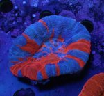 画像4: スコリミア (4)