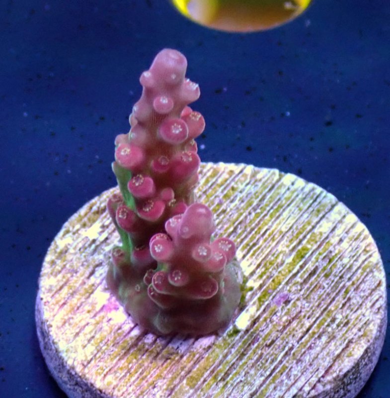 画像1: CE  Acro Cherry Blossom (1)