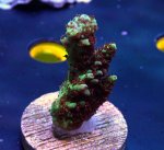 画像1: CE  Acro Fruity Pebbles (1)