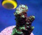 画像2: CE  Acro Fruity Pebbles (2)