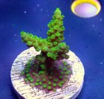 画像1: CE  Acro Horrida Lime Green (1)