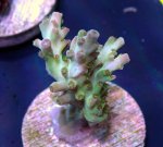画像3: CE  Acro Petrol Slick (3)