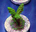 画像2: CE  Acro Horrida Lime Green (2)