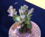 画像4: CE  Acro Petrol Slick (4)