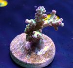 画像1: CE  Acro Petrol Slick (1)