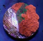画像2: CE  Grafted Monti (2)