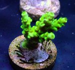 画像1: CE  Acro Tenuis Green (1)
