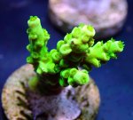 画像2: CE  Acro Tenuis Green (2)