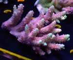 画像3: Acropora (3)