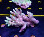 画像1: Acropora (1)