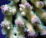画像2: Acropora (2)