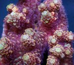 画像3: Acropora (3)