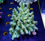 画像1: Acropora (1)